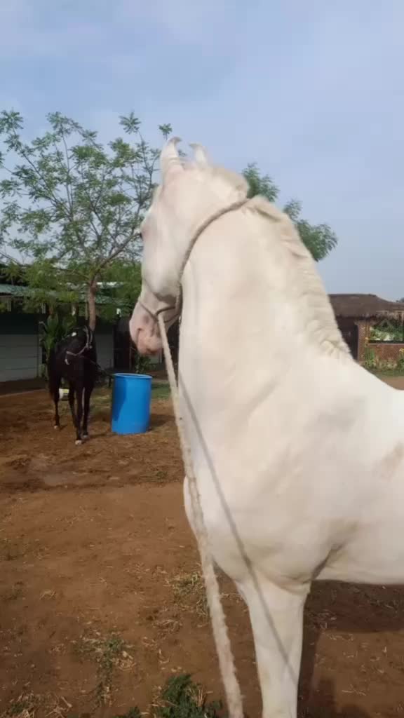 @🏇Sonu rider🏇