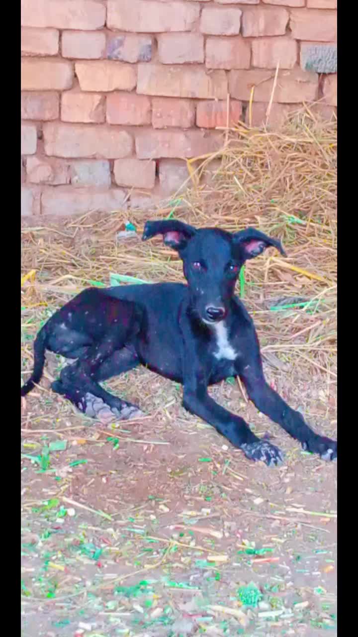 @malikqamarmalik85