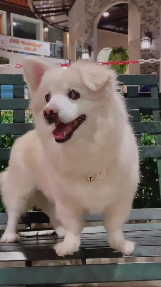 @Fluffy Creamy Dog