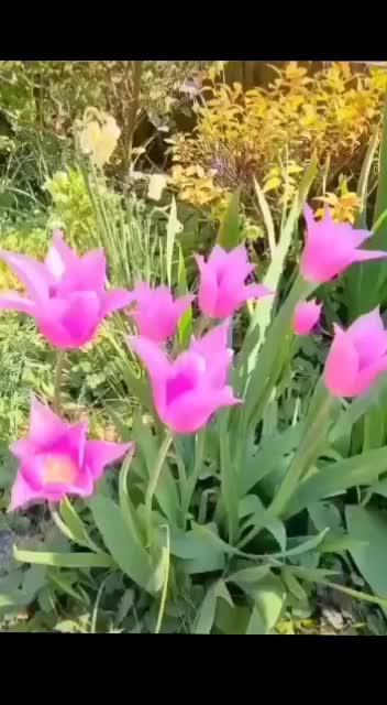 @afsarsayed422238