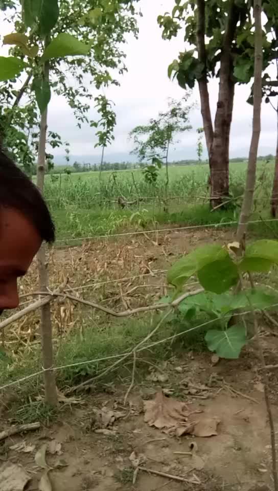 @SK Uma Shankar Giri