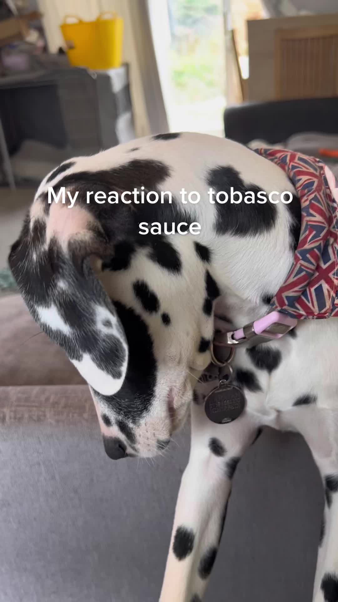 @Winter Dalmatian