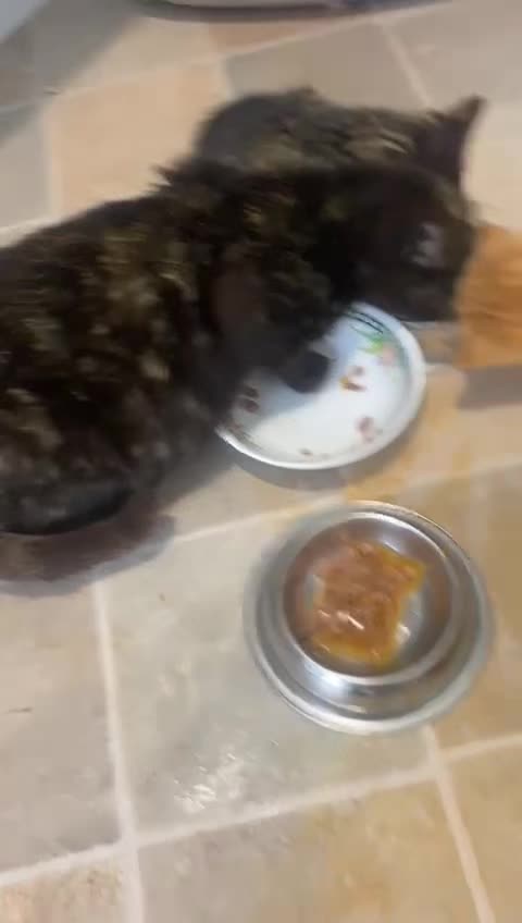 @Greenacres Rescue