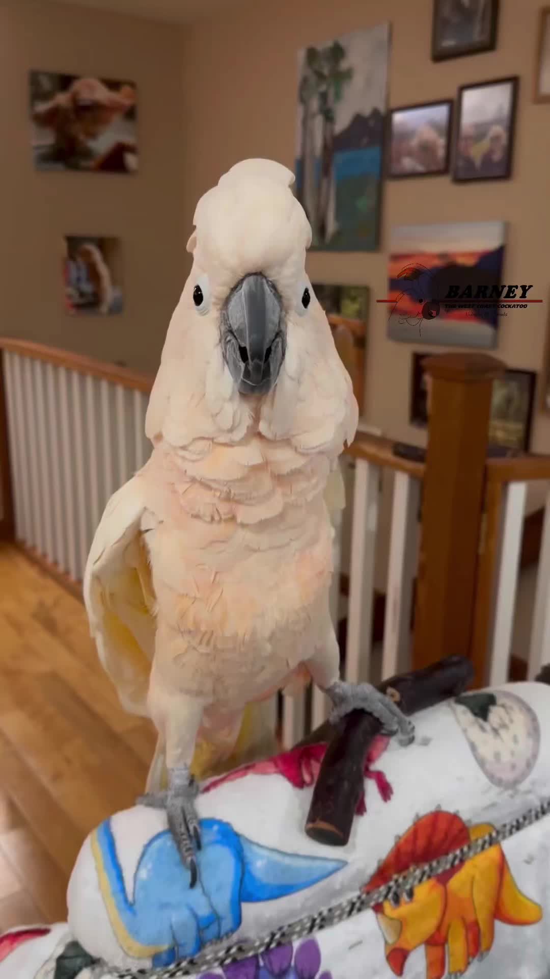 @Barney the West Coast Cockatoo