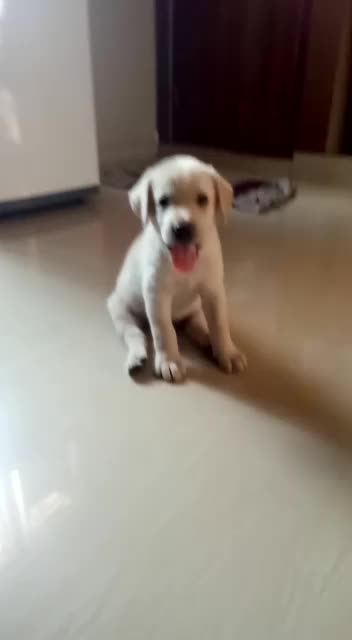 @sunil kumar