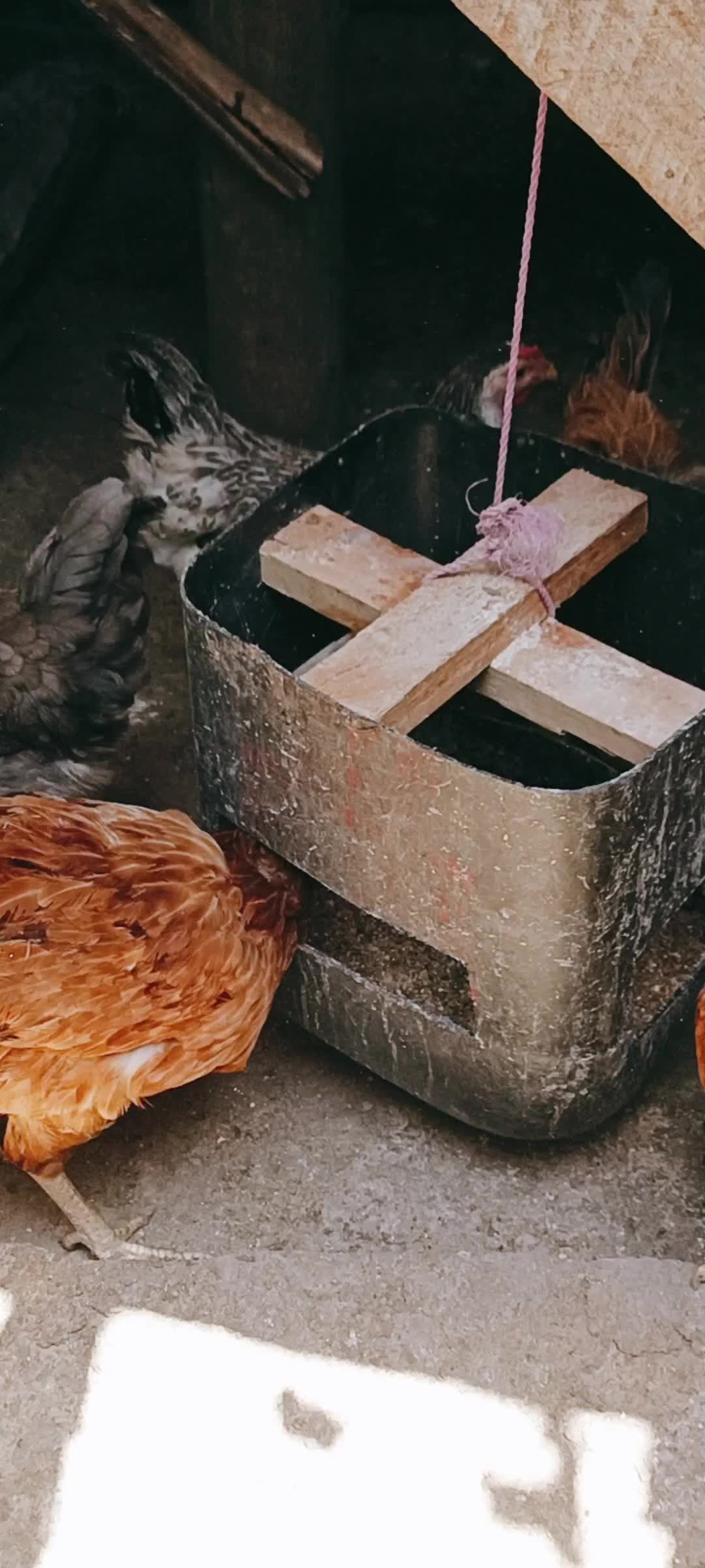 @Poultry in motion
