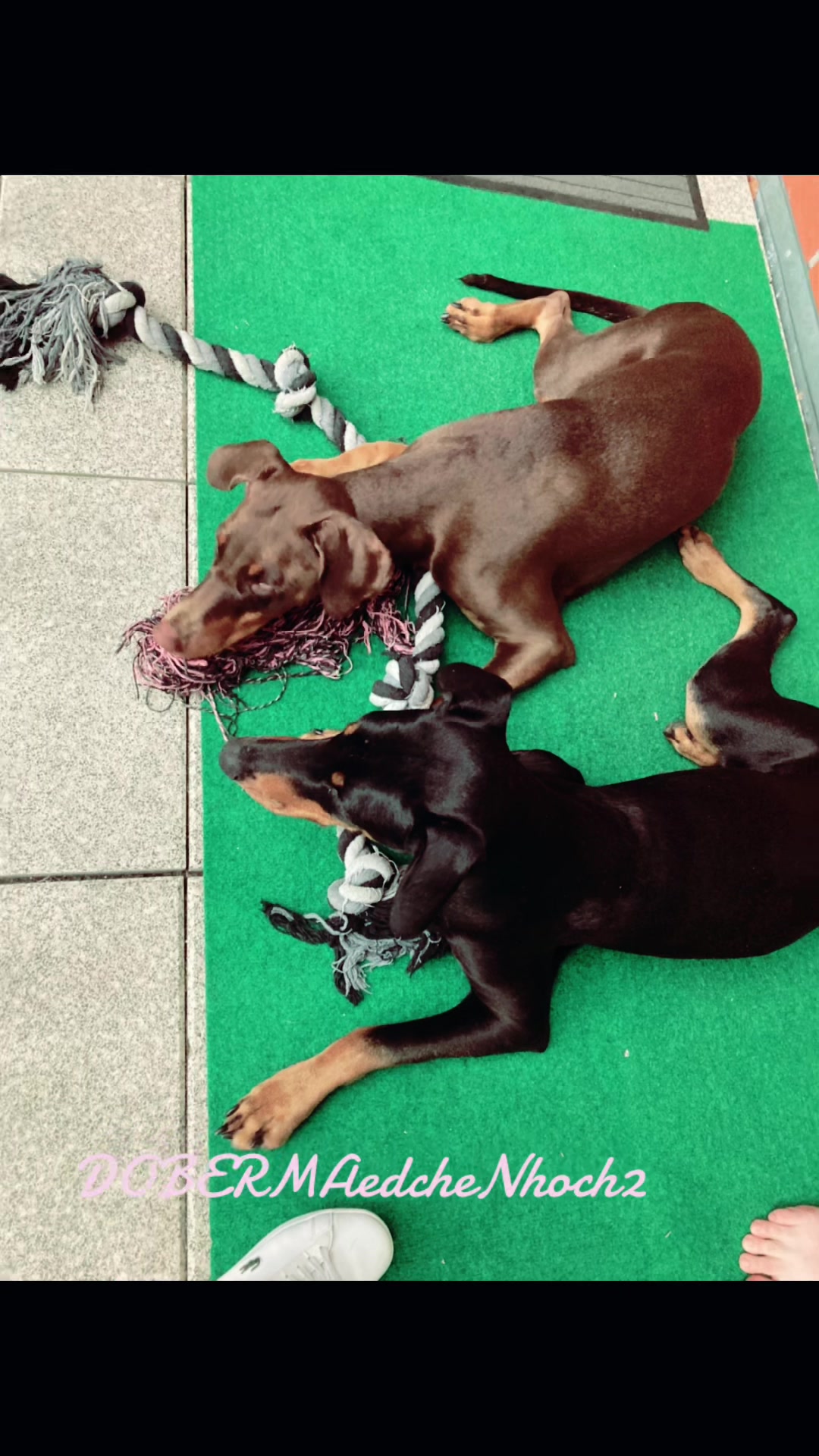 @DOBERMAedcheNHOCH2