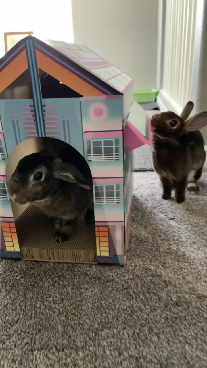@🐰 Rex Rabbit Rex 🐰