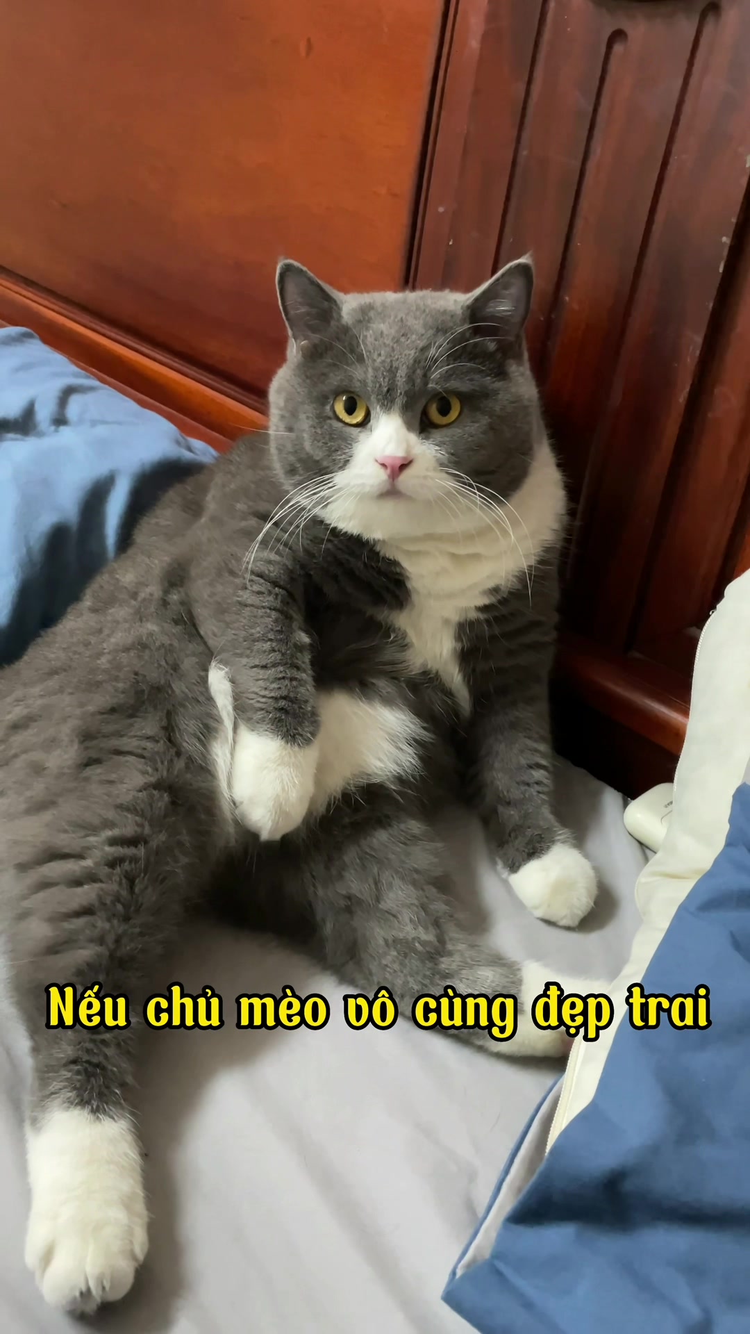 @M&egrave;o kh&ocirc;ng ăn thịt 🤡