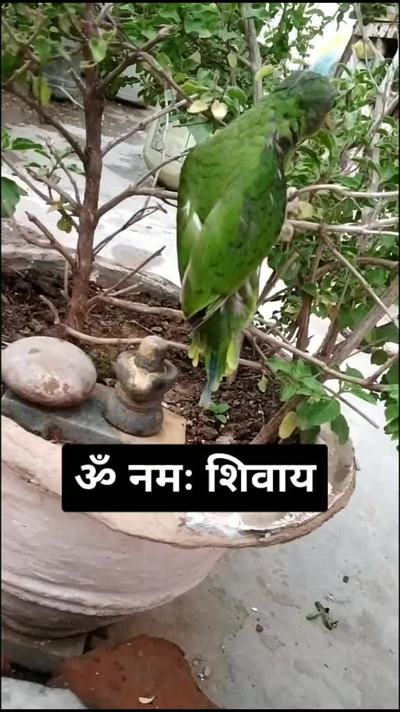 @Rakshadita