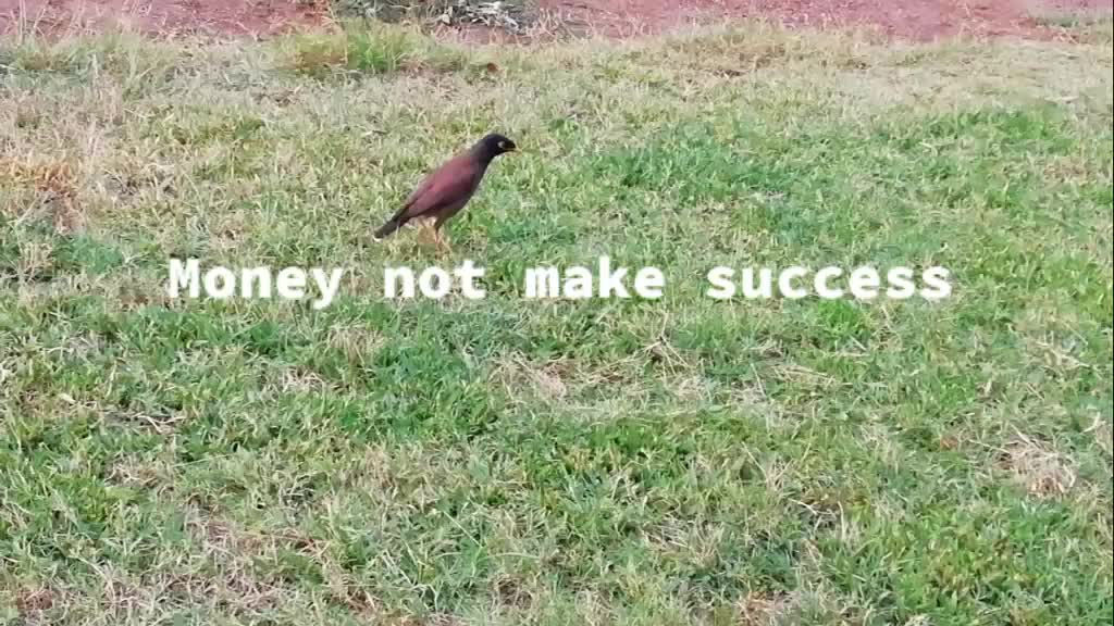 @Franklin Rose