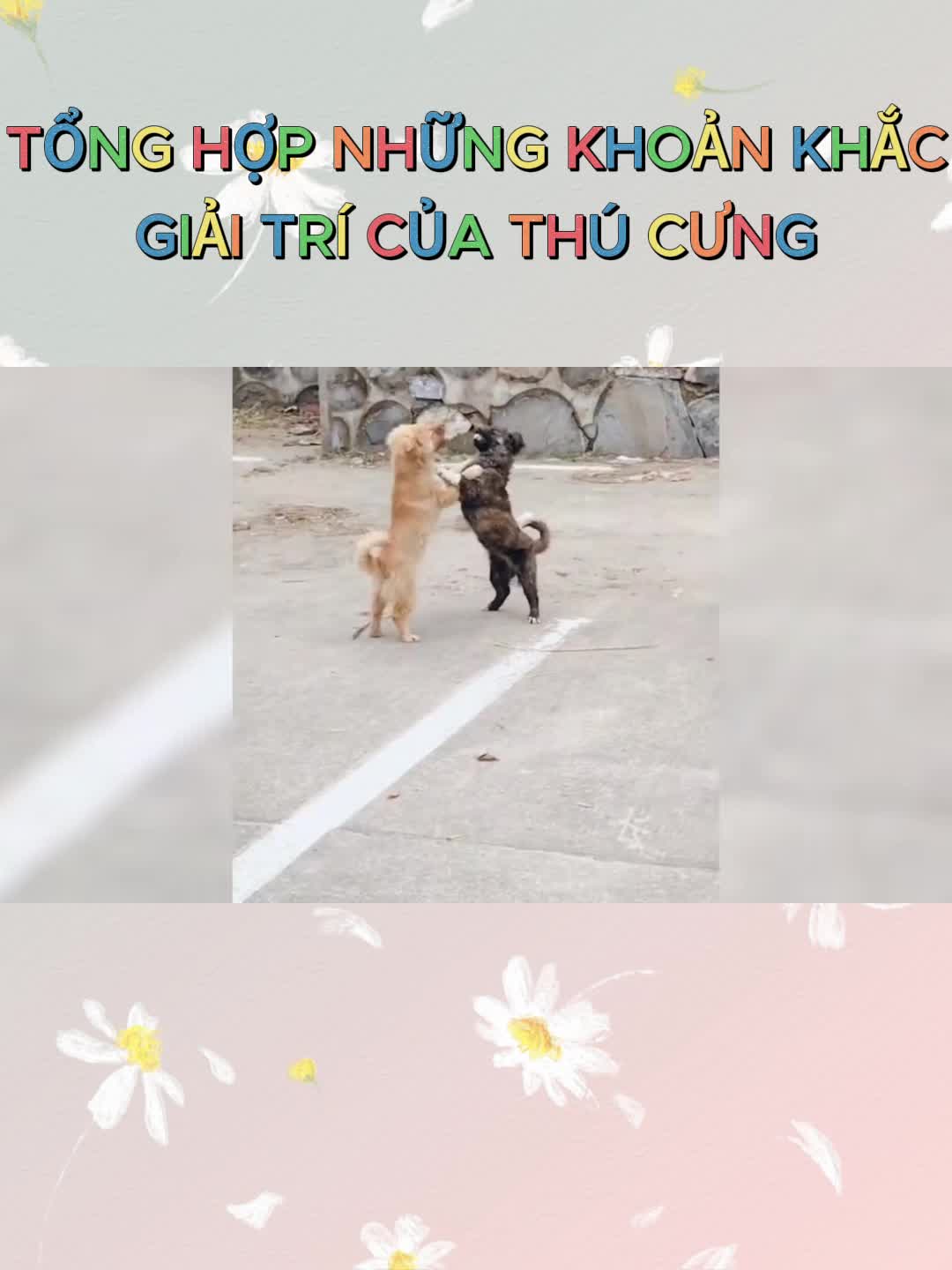 @Y&ecirc;u th&uacute; cưng