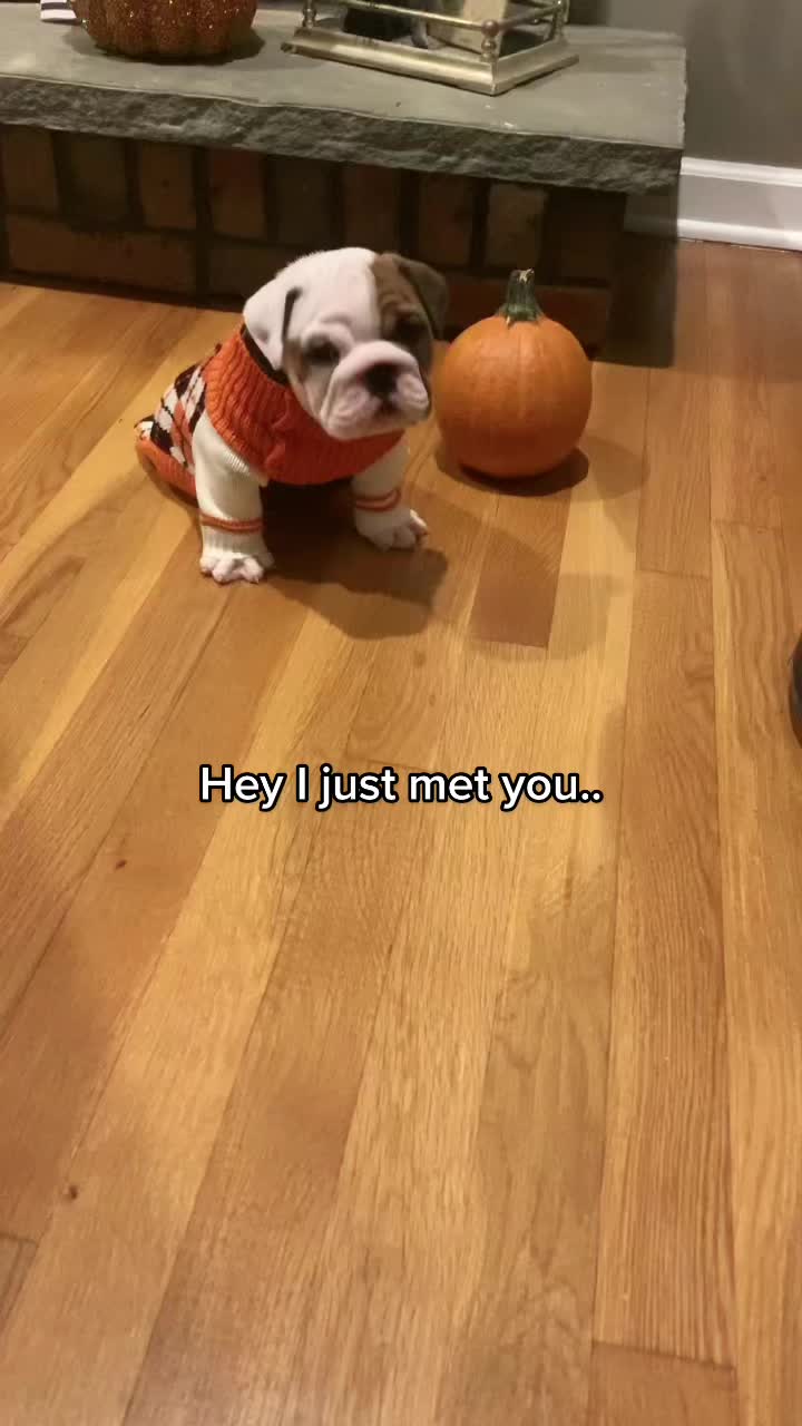 @Stubby The Bulldog