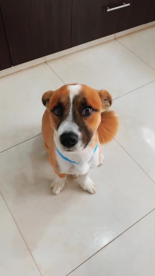 @SAM 🐾🦴