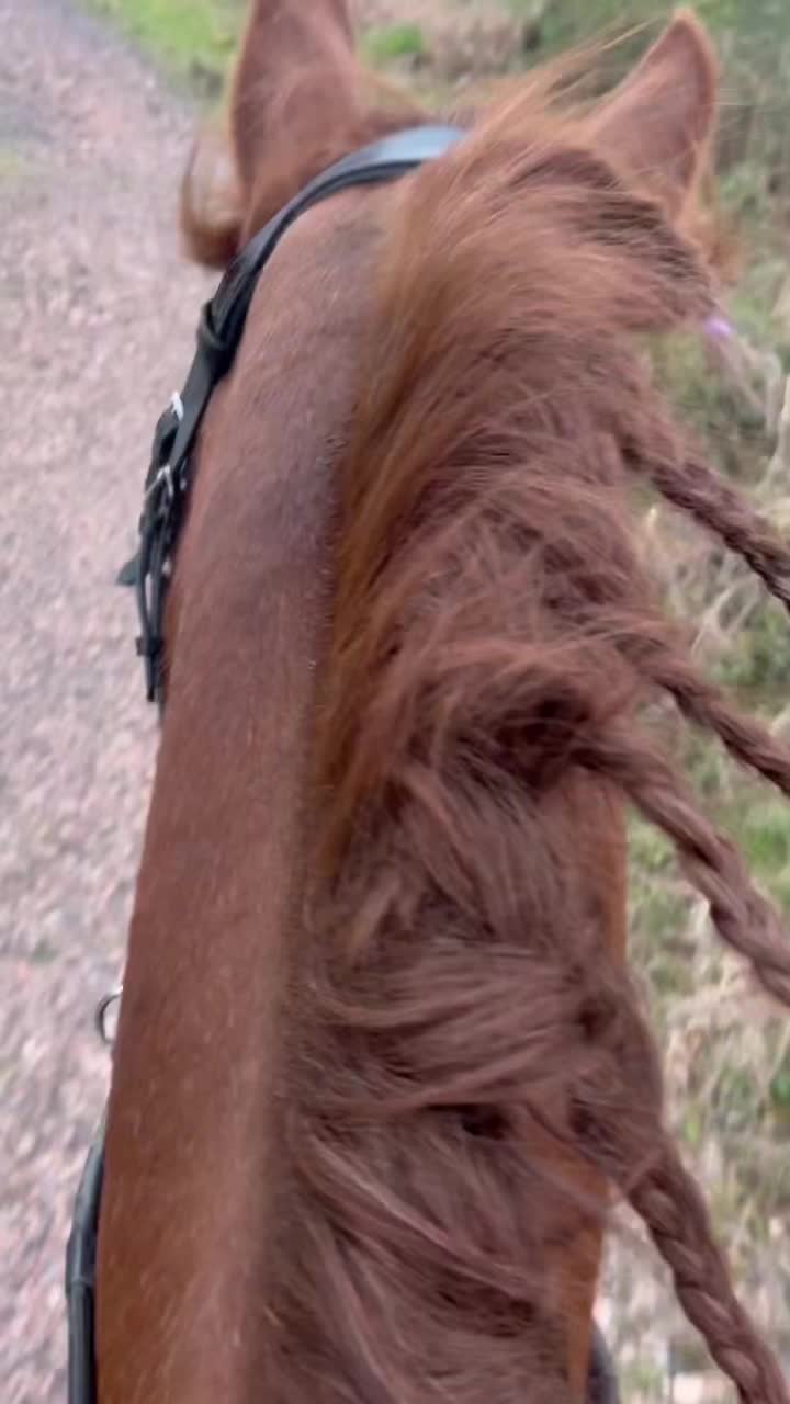 @Horses <3