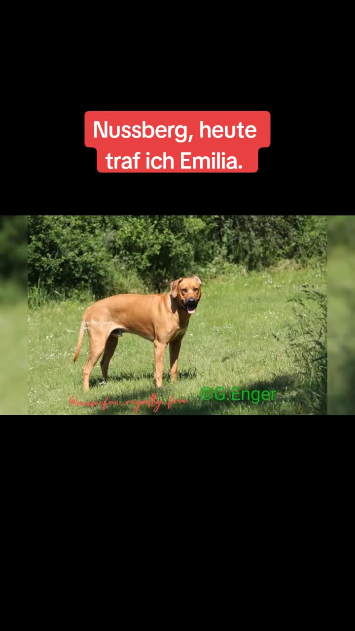 @amani.the.ridgeback