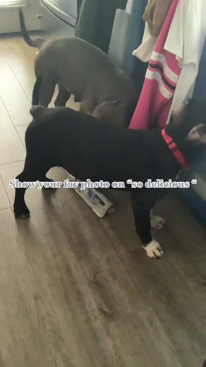 @canecorso_bluandoreo