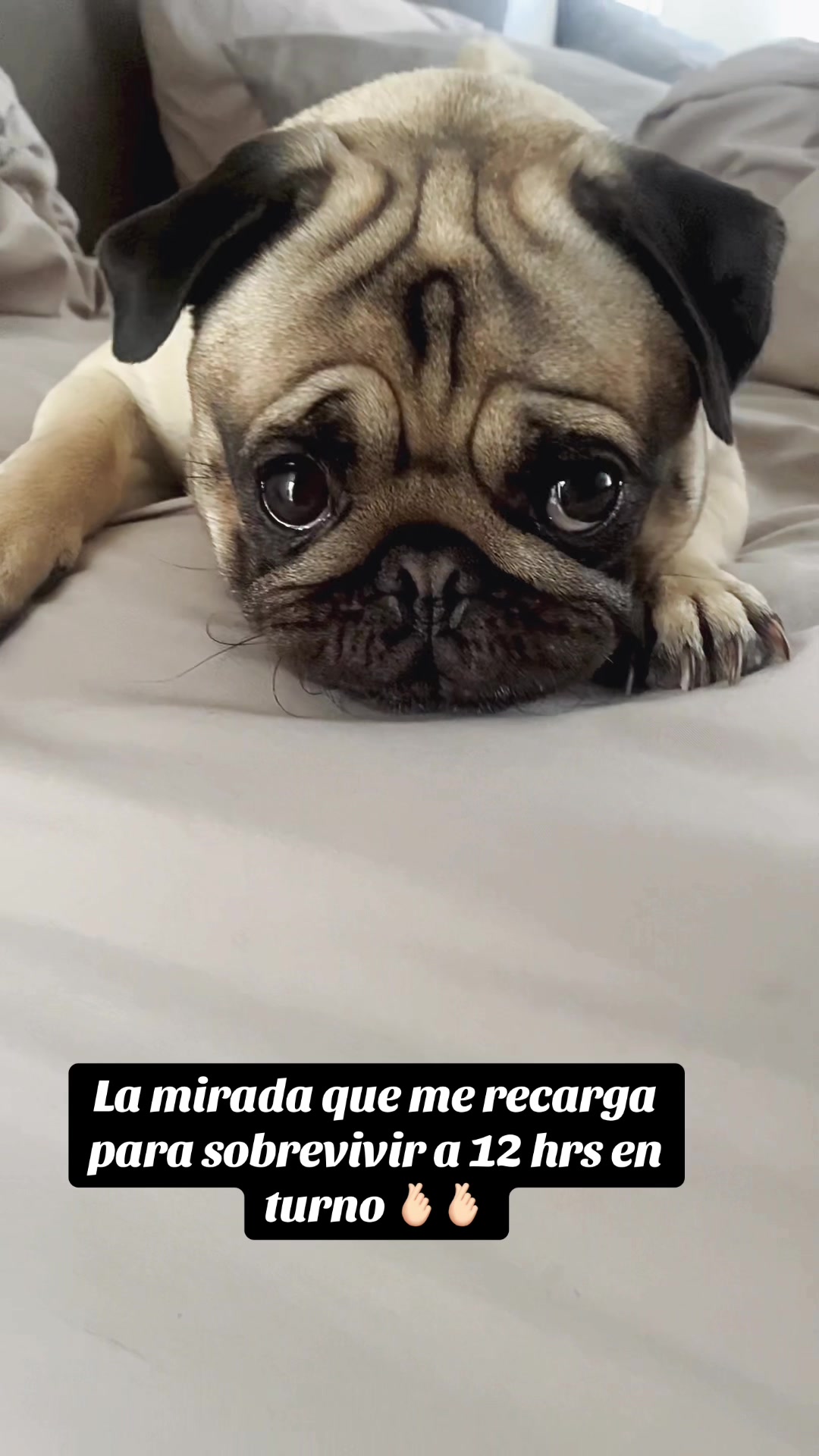 @Moka_lapug