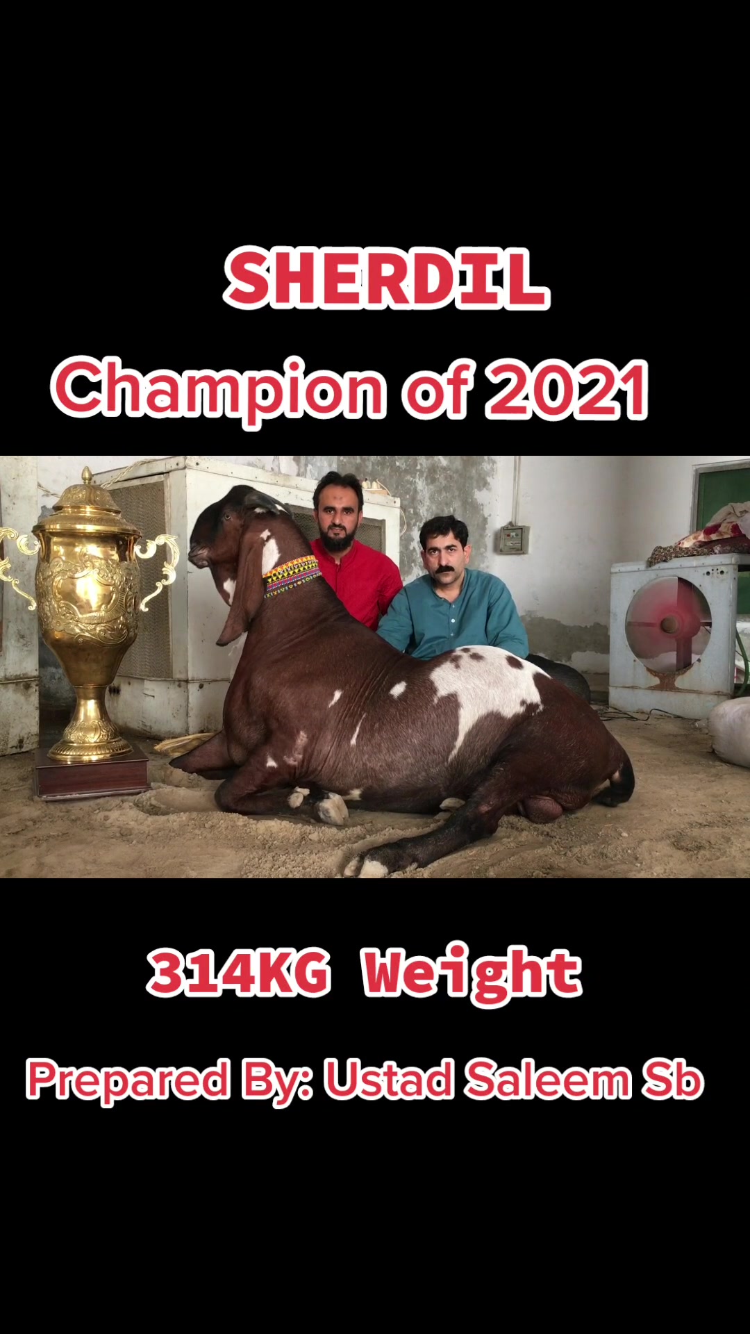 @Sheikh Goat & Cattle Farm
