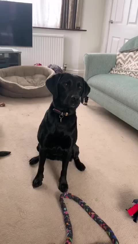 @Dog A.I.D.
