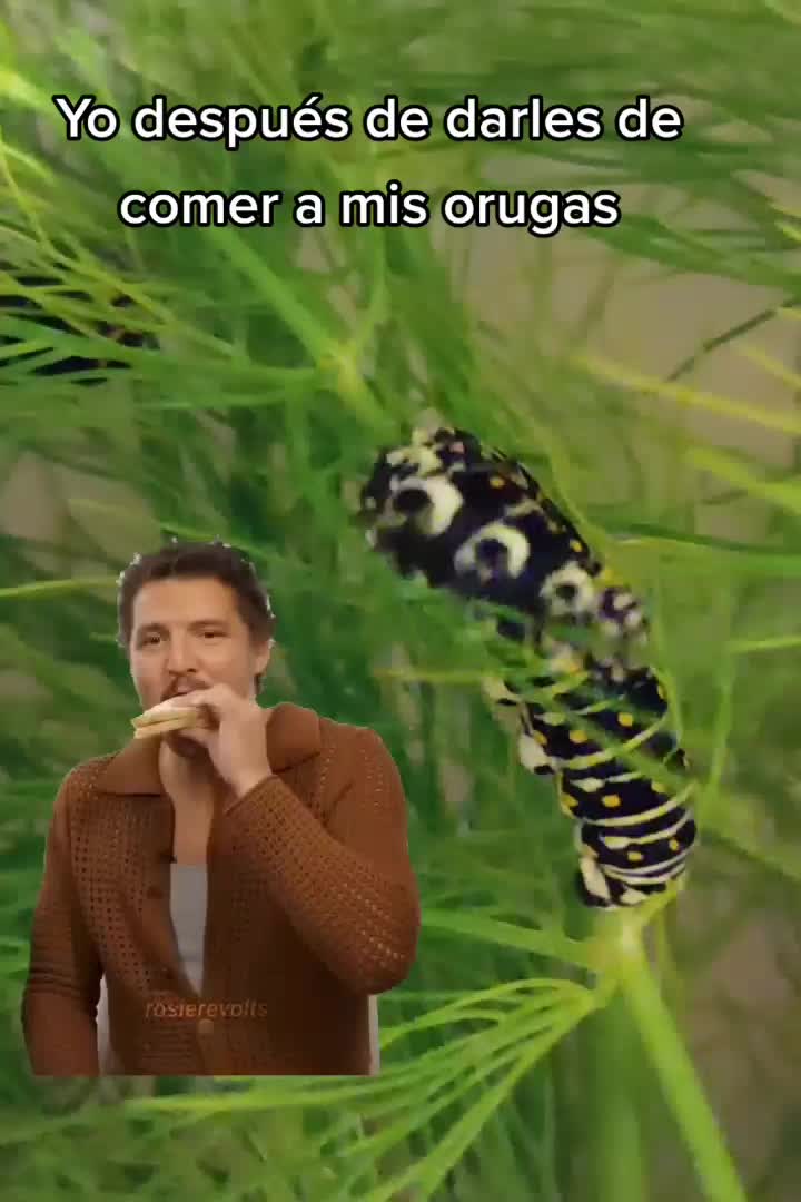 @Mariposas_EddVi