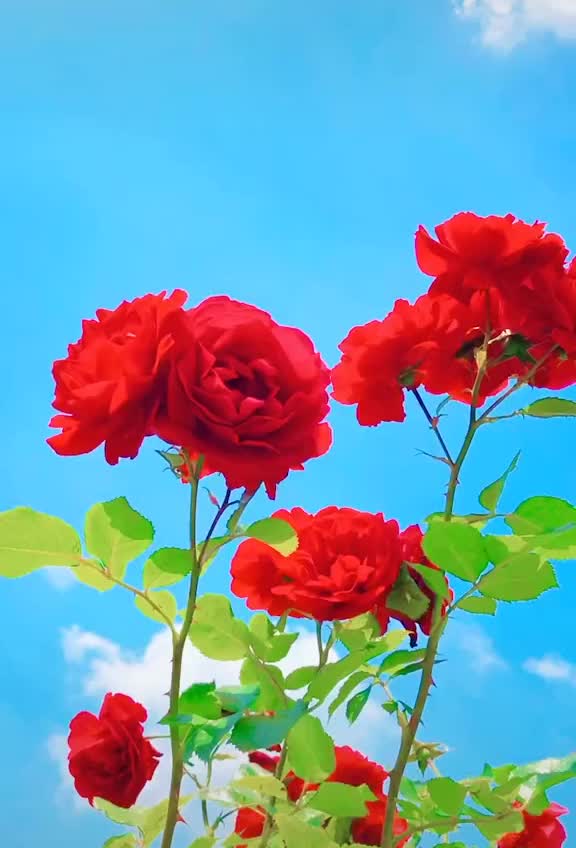 @itz_pallavi_6
