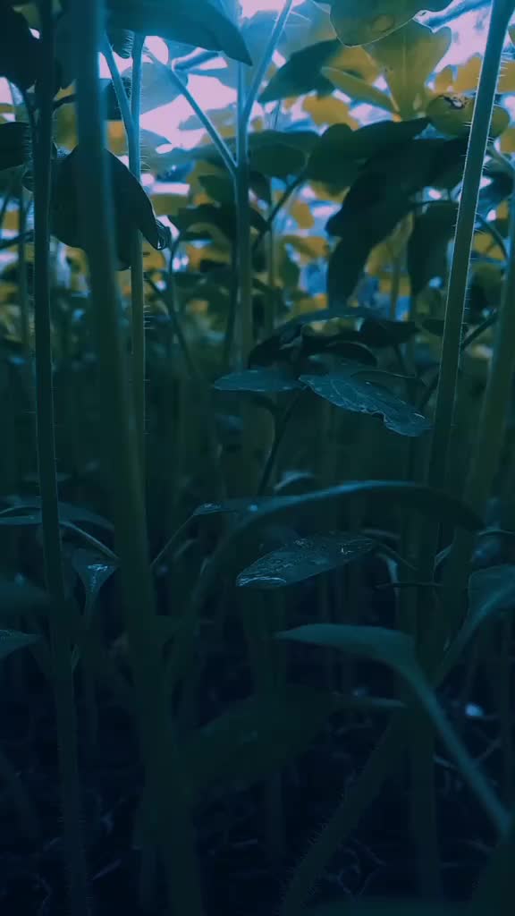 @ᴛᴀɴᴋᴇʀᴛɪᴋᴛᴏᴋ[🎭]