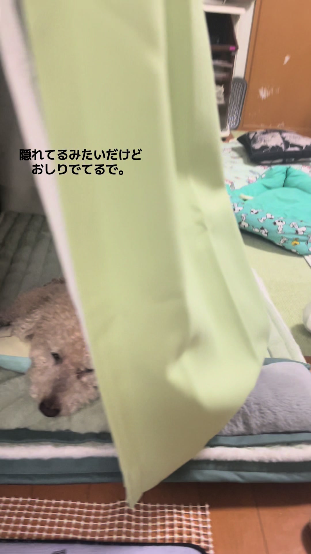 @きなこ