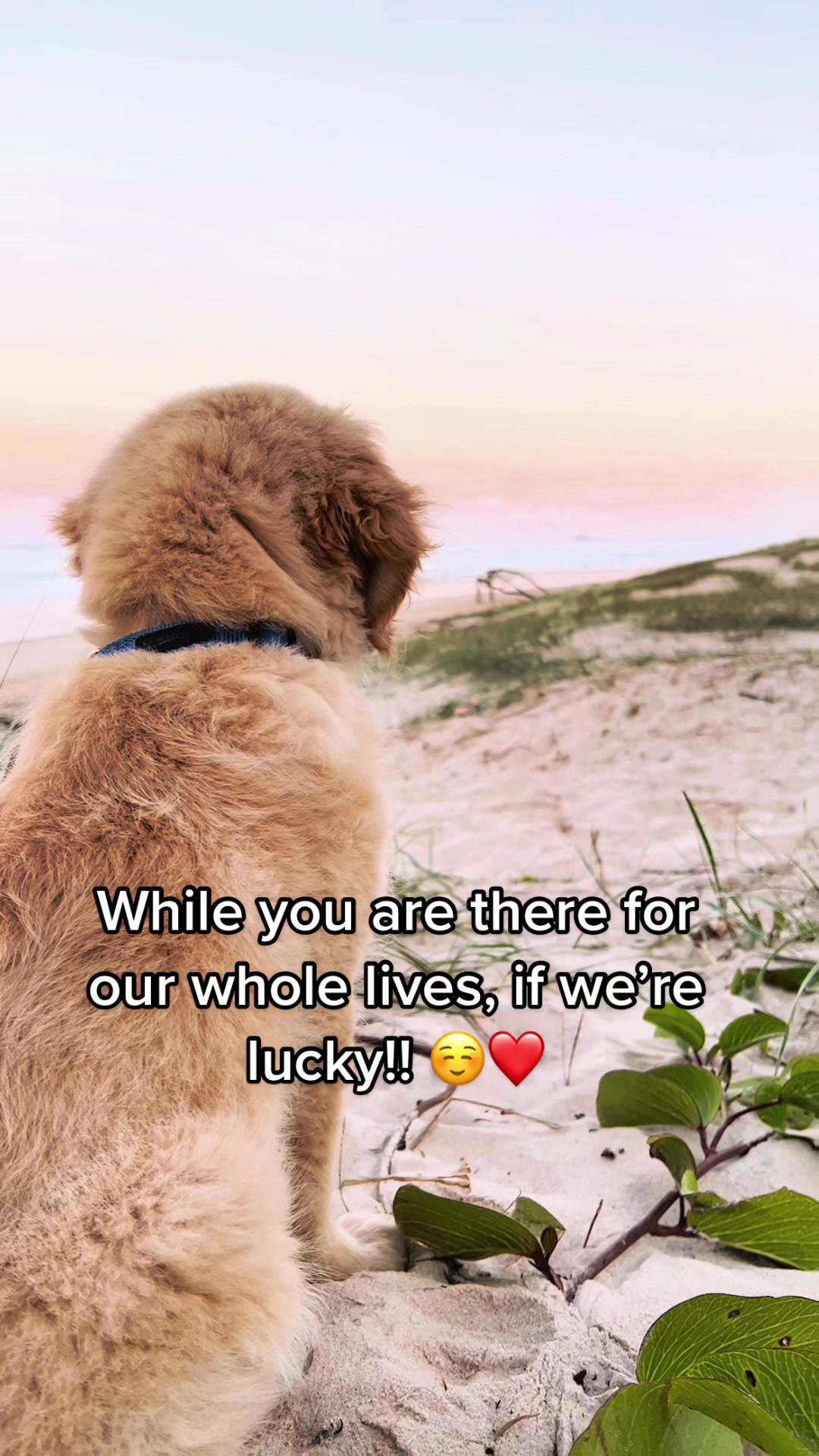 @Scout and Bailey 🐕🐶