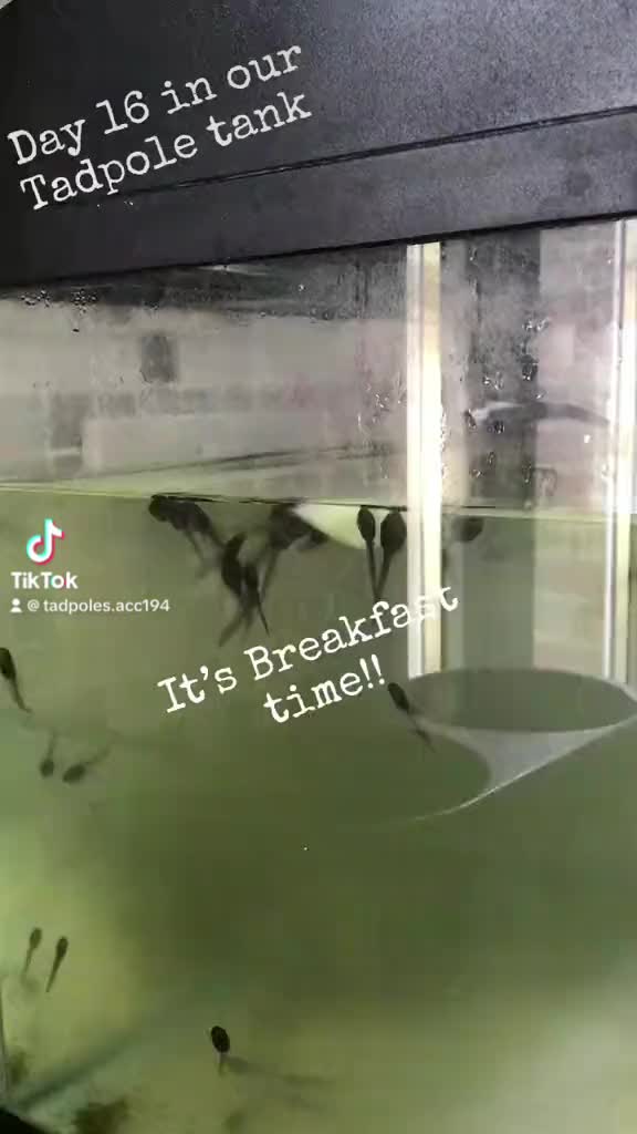 @Life With Tadpoles