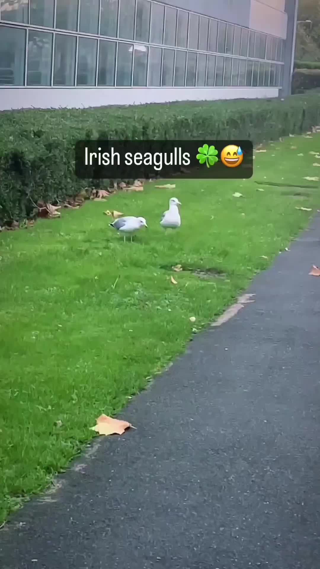 @Instant_Ireland