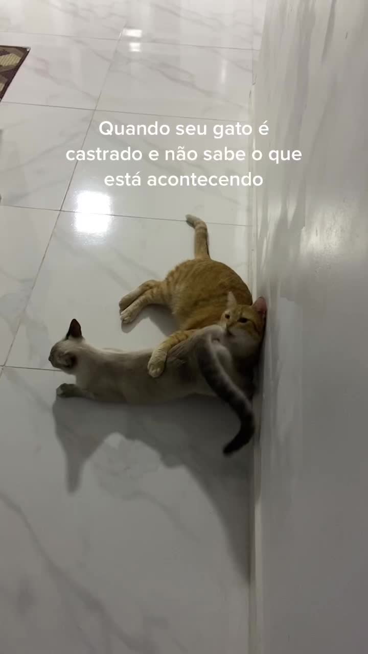 @Julia Bordin