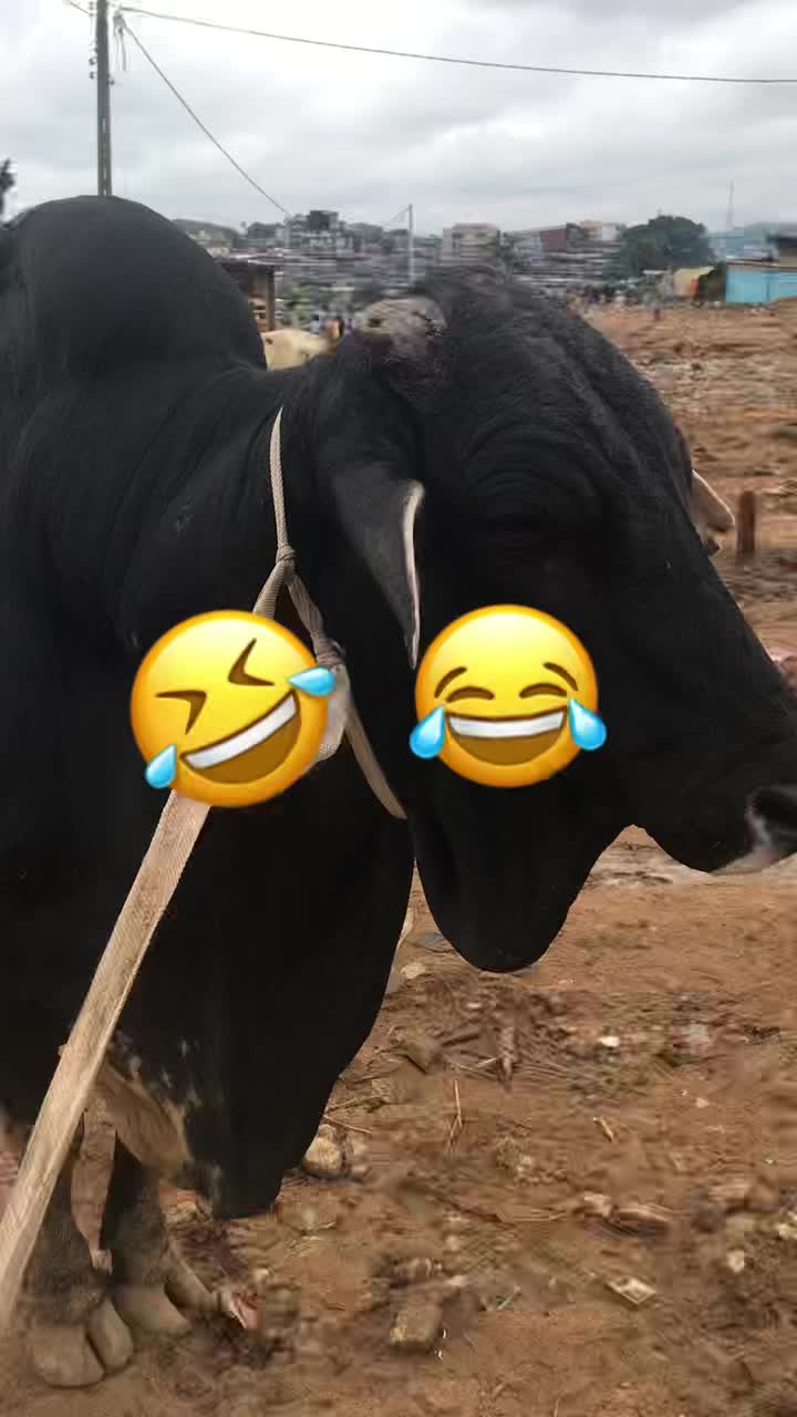 @سيد محمد غندوا 🐊🕊️ GUINDO