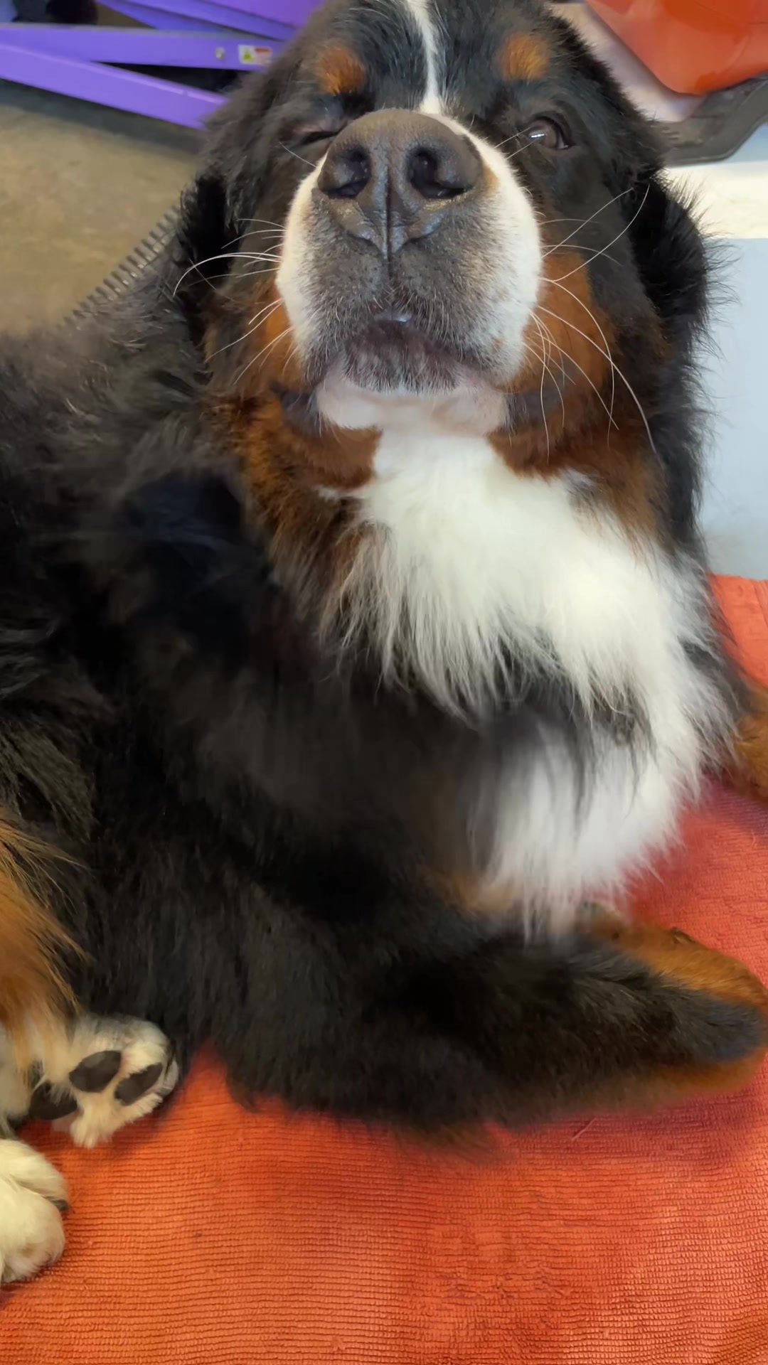 @SennenridgeBernese