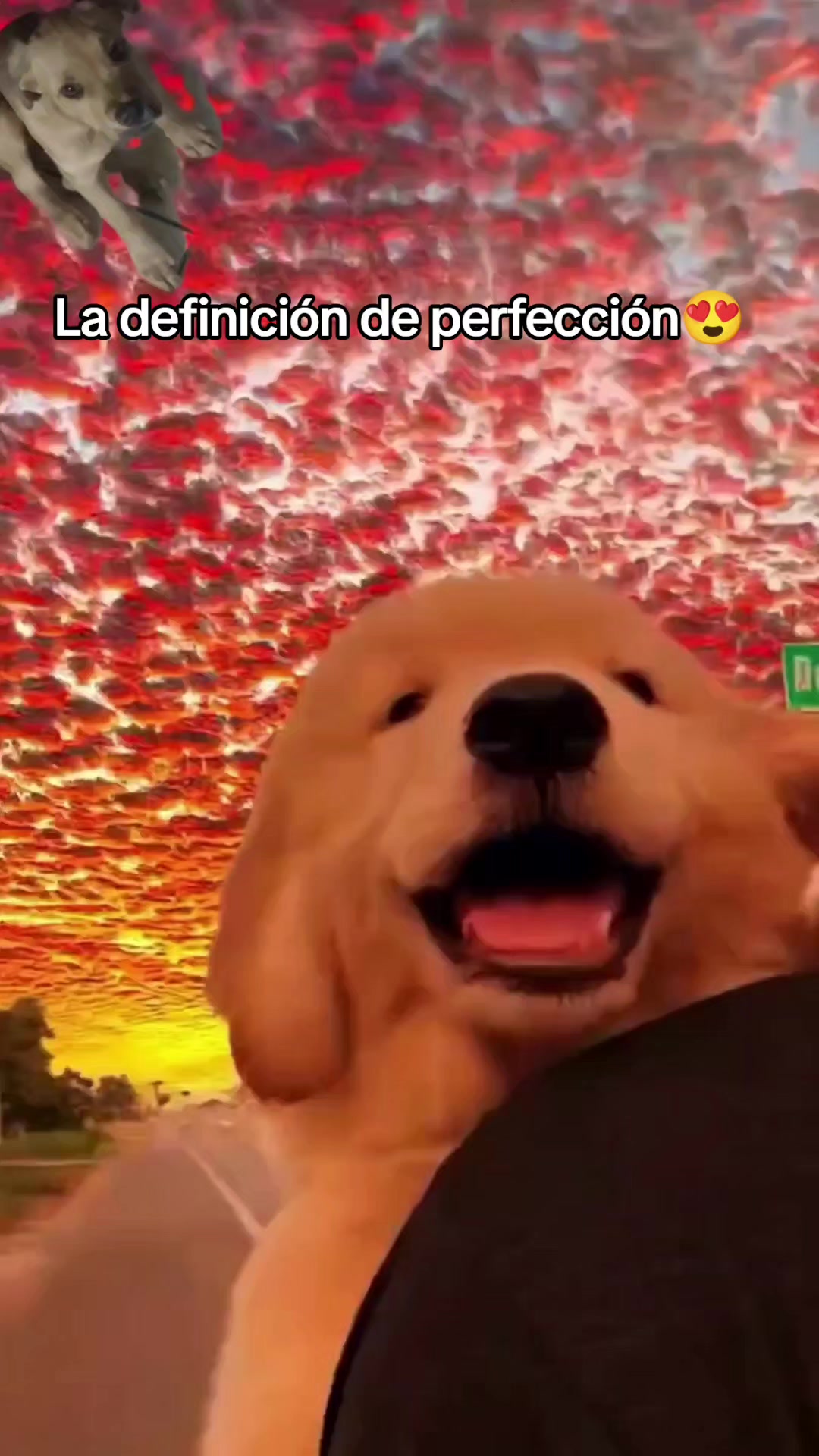 @AventurasAnimales