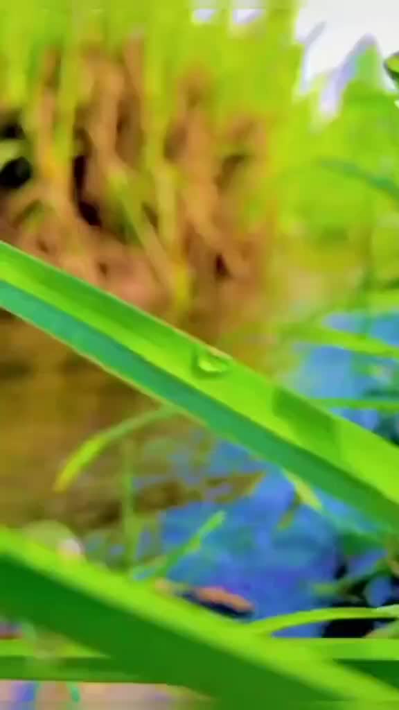 @Sukhchain Bains
