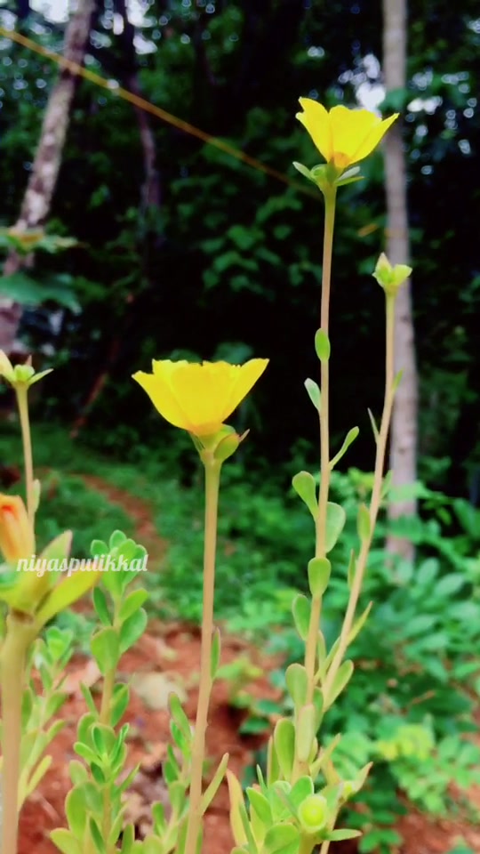 @NIYAS PULIKKAL