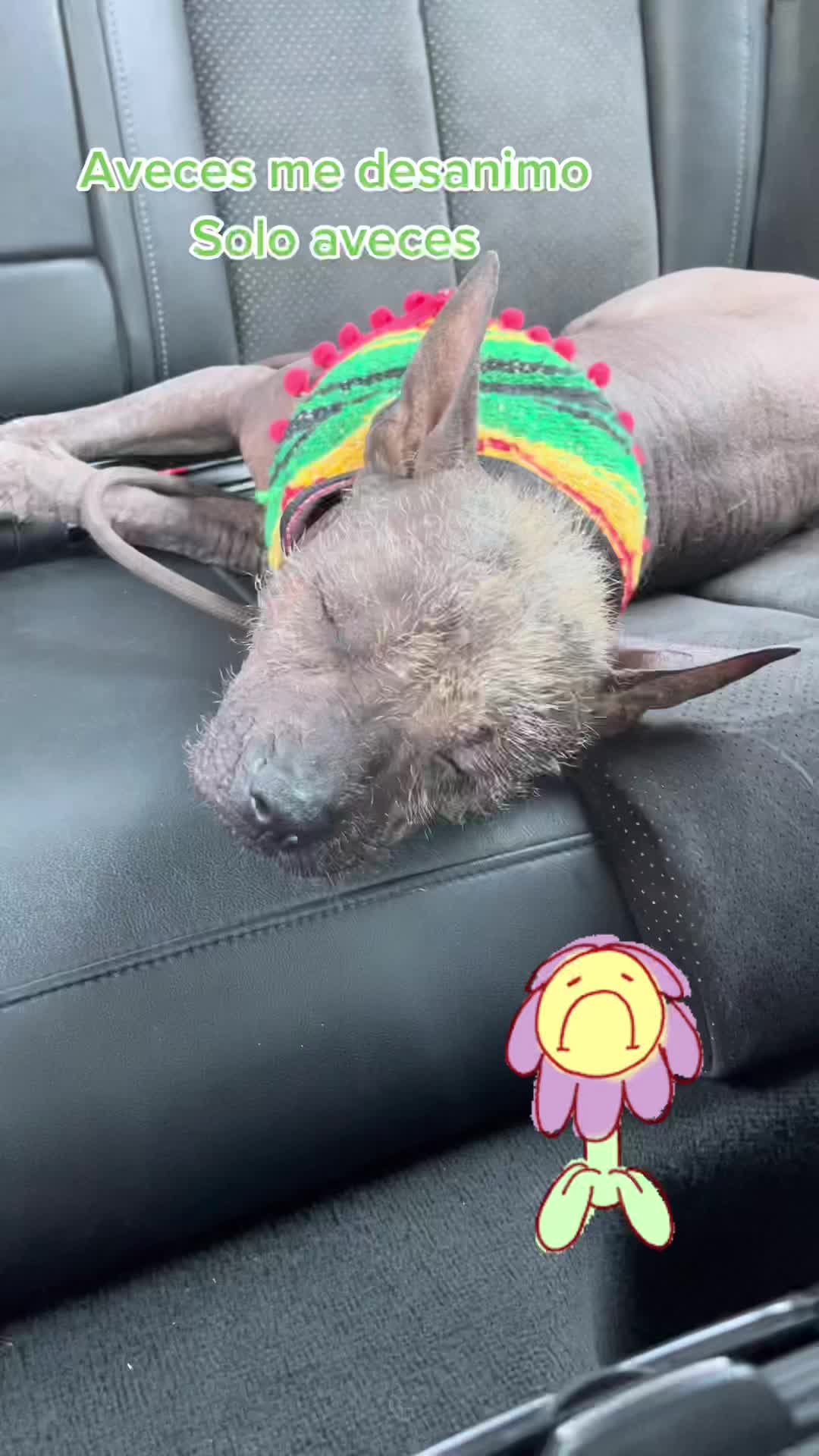 @🐺🐾🇲🇽PiCASSO🇲🇽🐾🐺