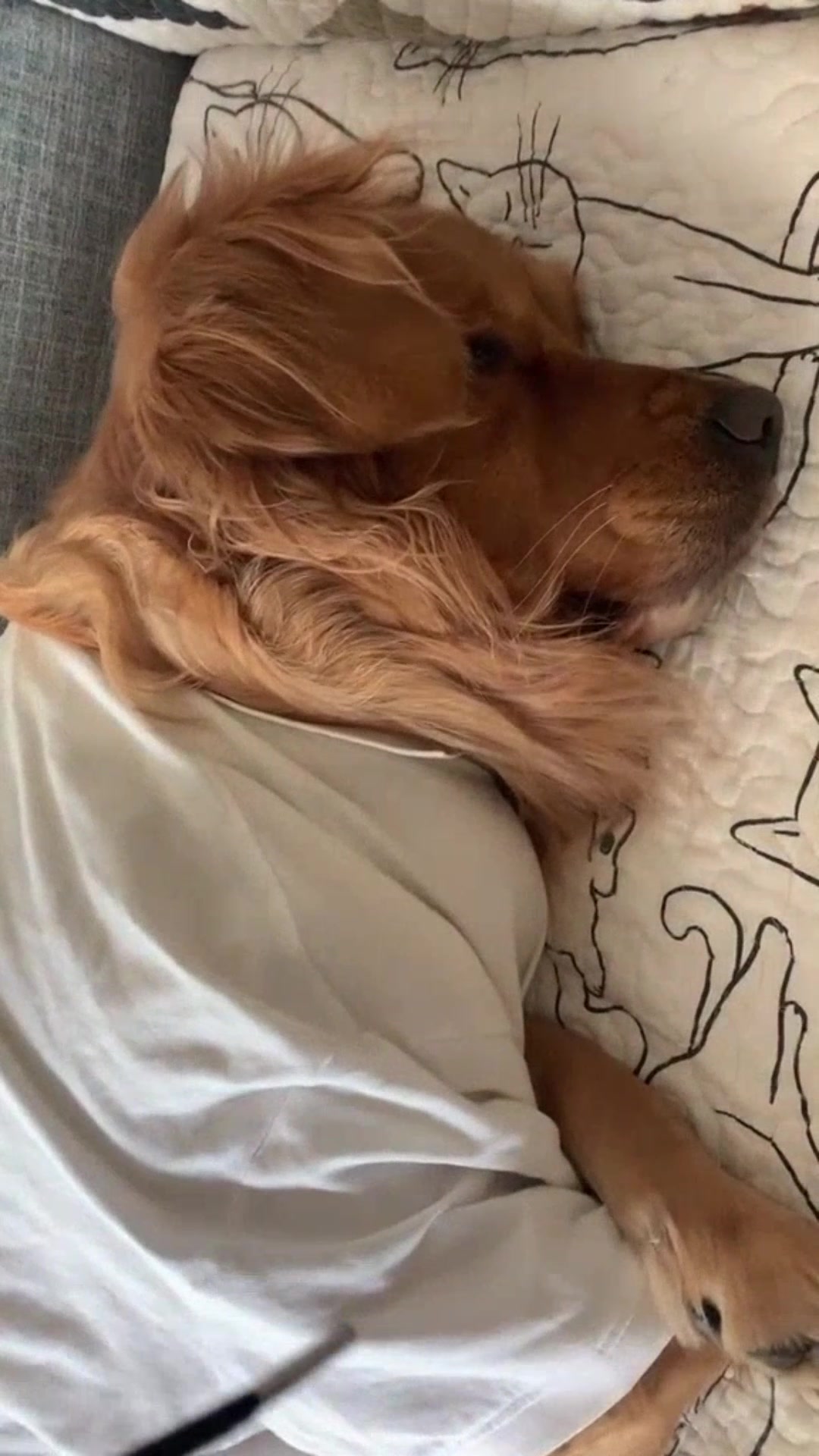 @vdogtv
