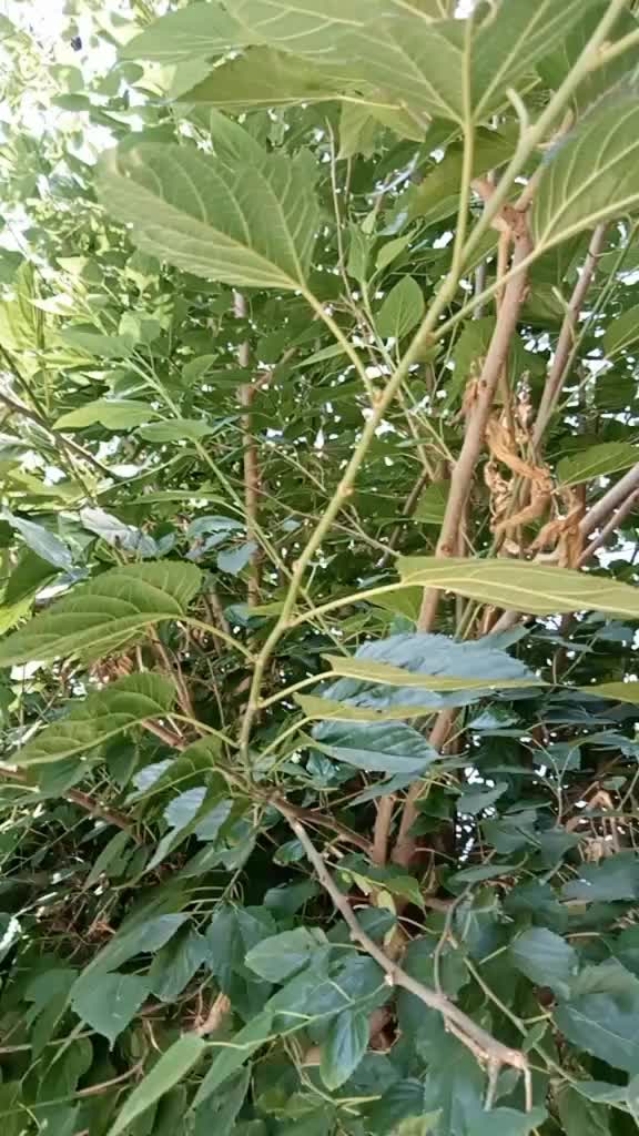@スshiला प्रजा