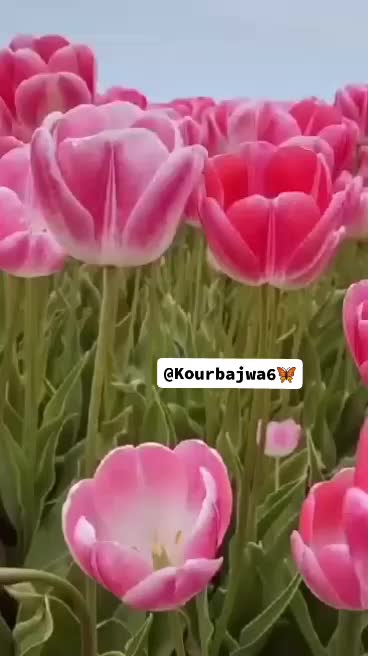 @جوت باجوہ 🥀
