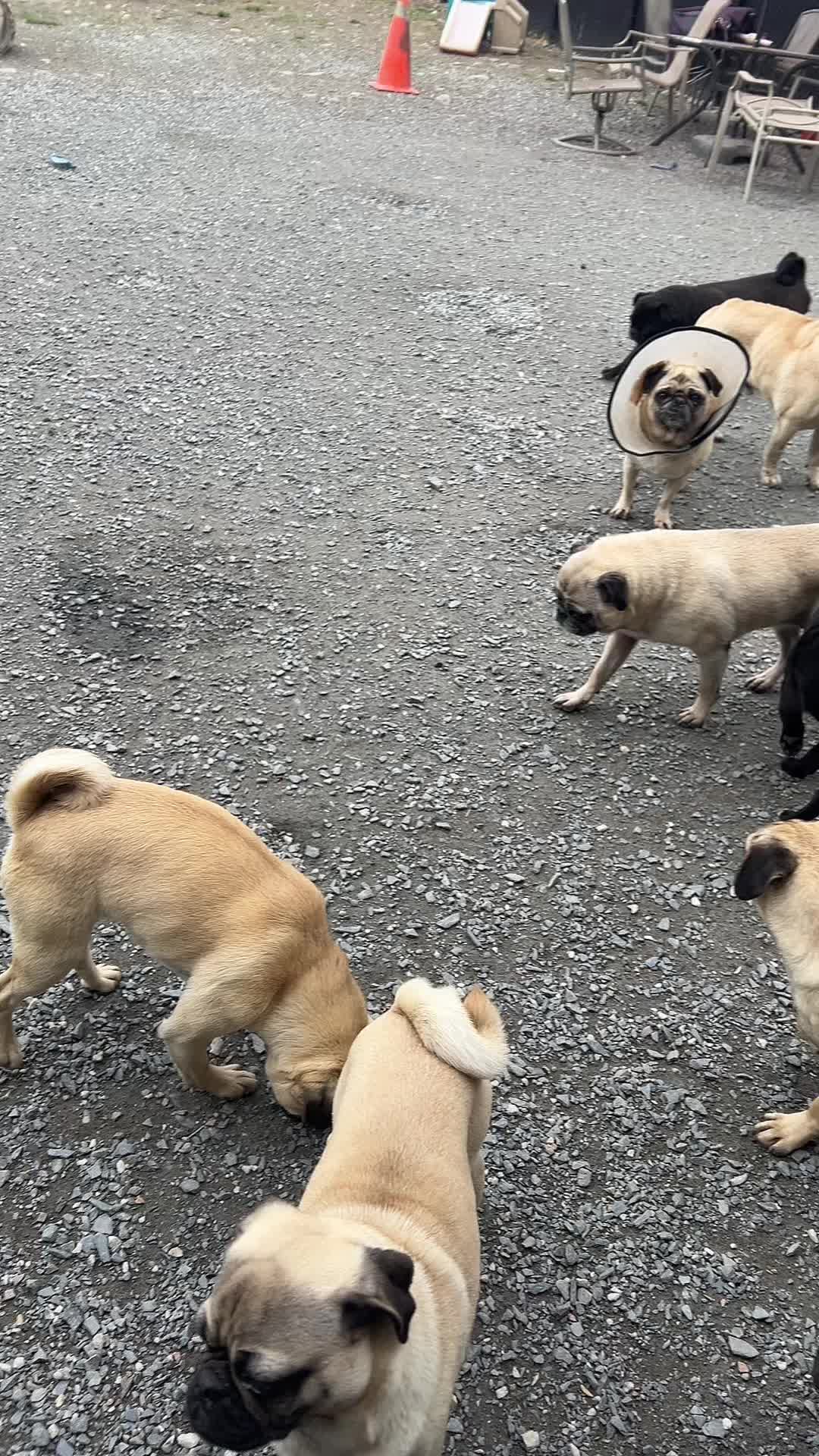 @St&eacute;phanie | PugsFrenchies 💜🐶