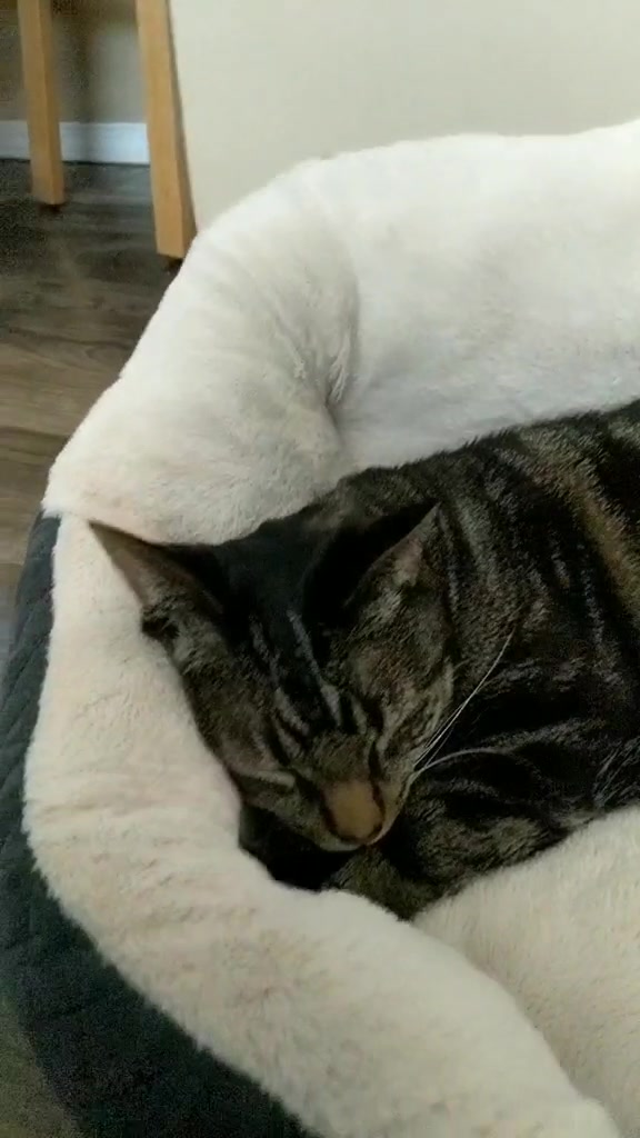 @Greeneyedkitties