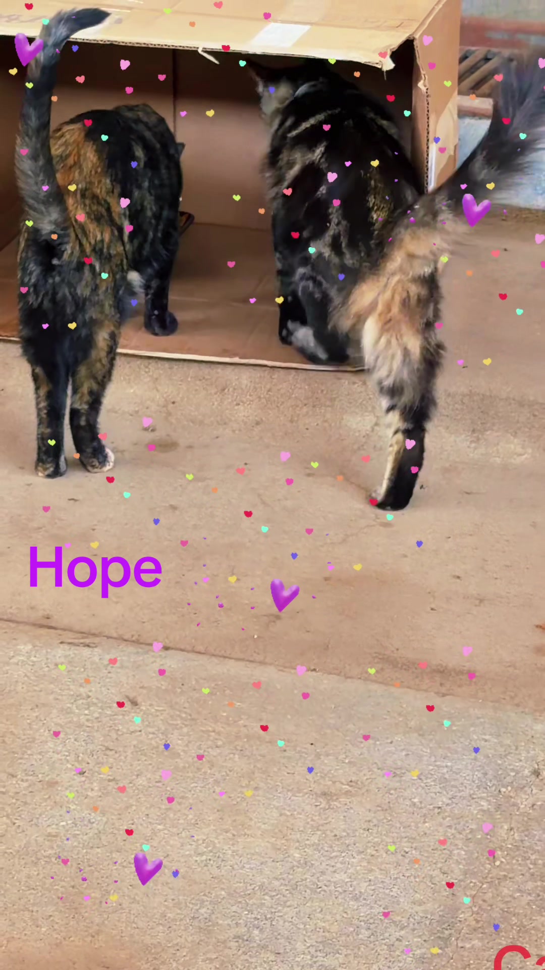 @Amri Gatitos