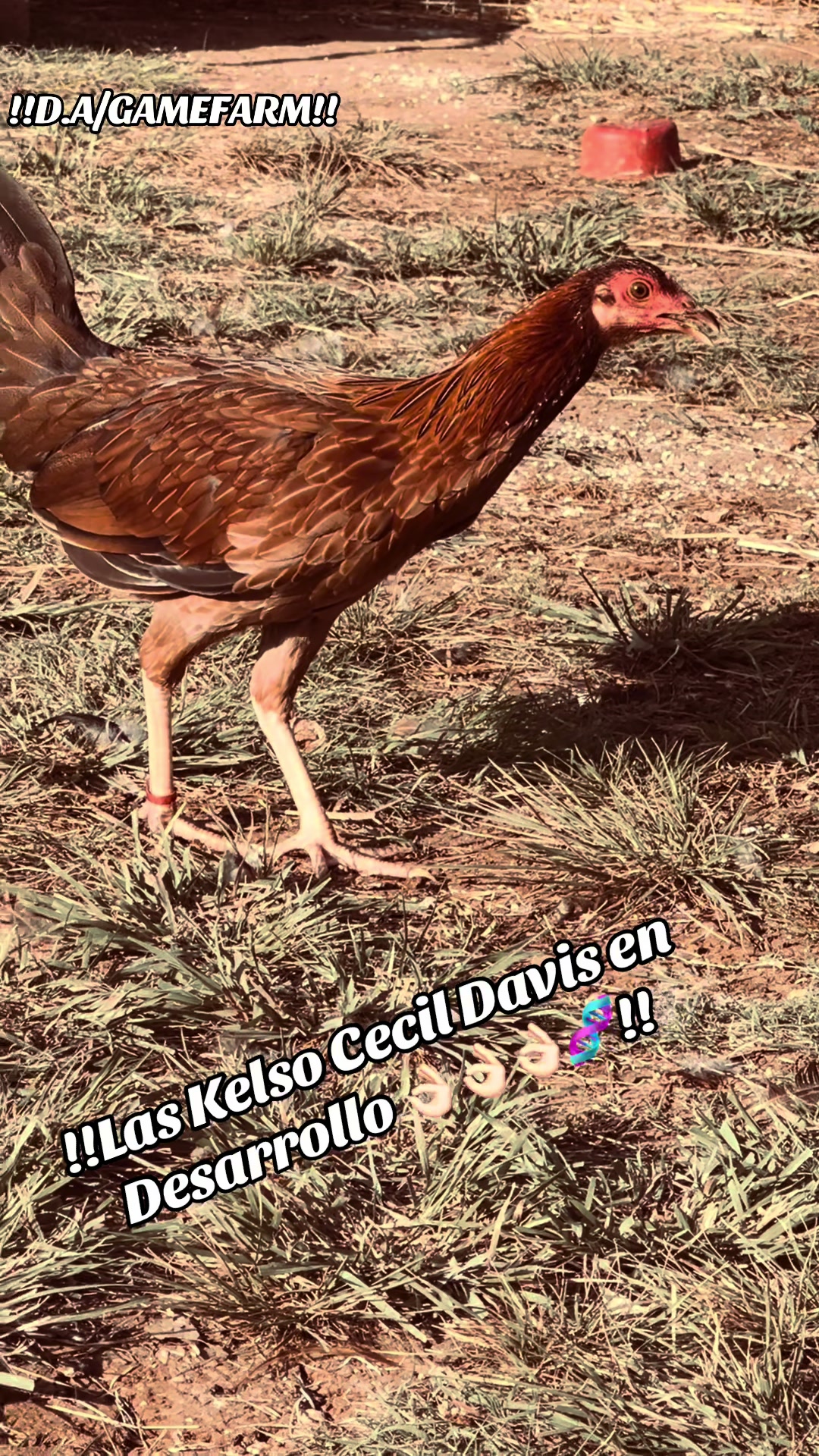 @DAgamefarm