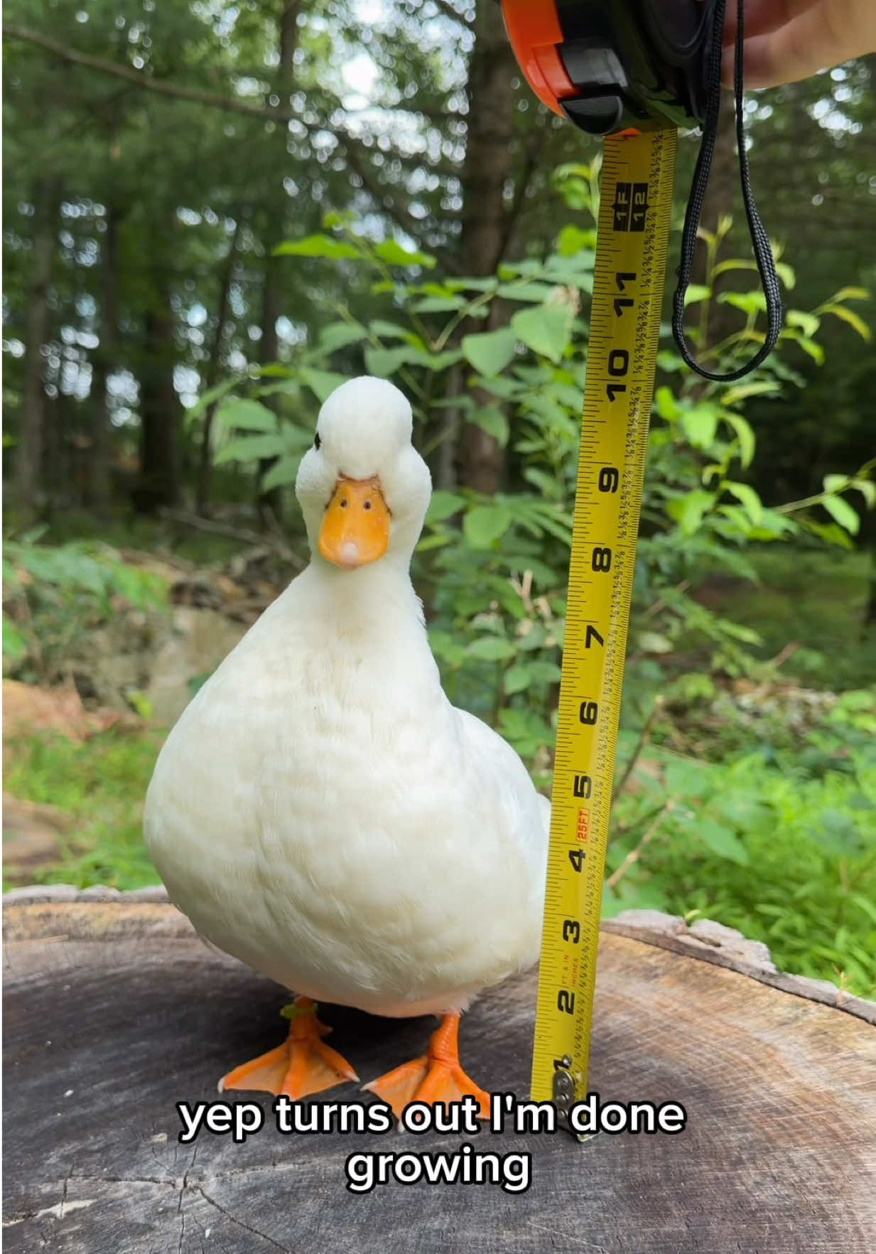 @The Quack House