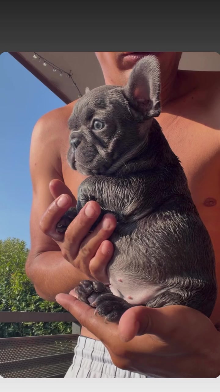 @DonatoBulldogFranceseCuccioli