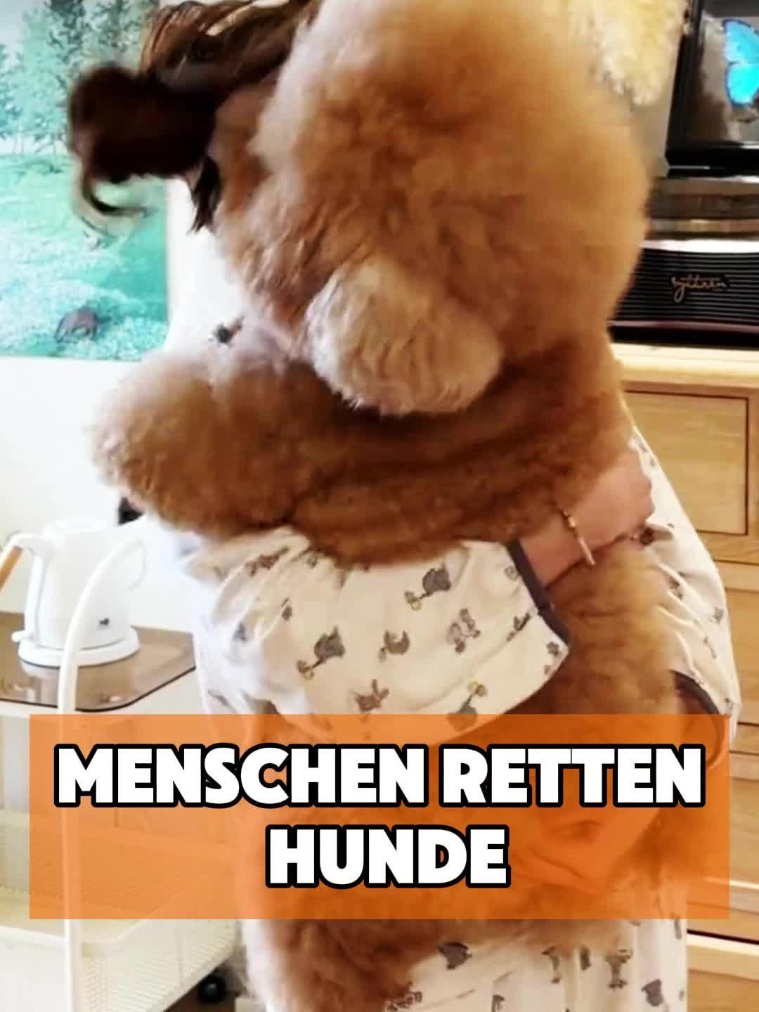 @toto_tier