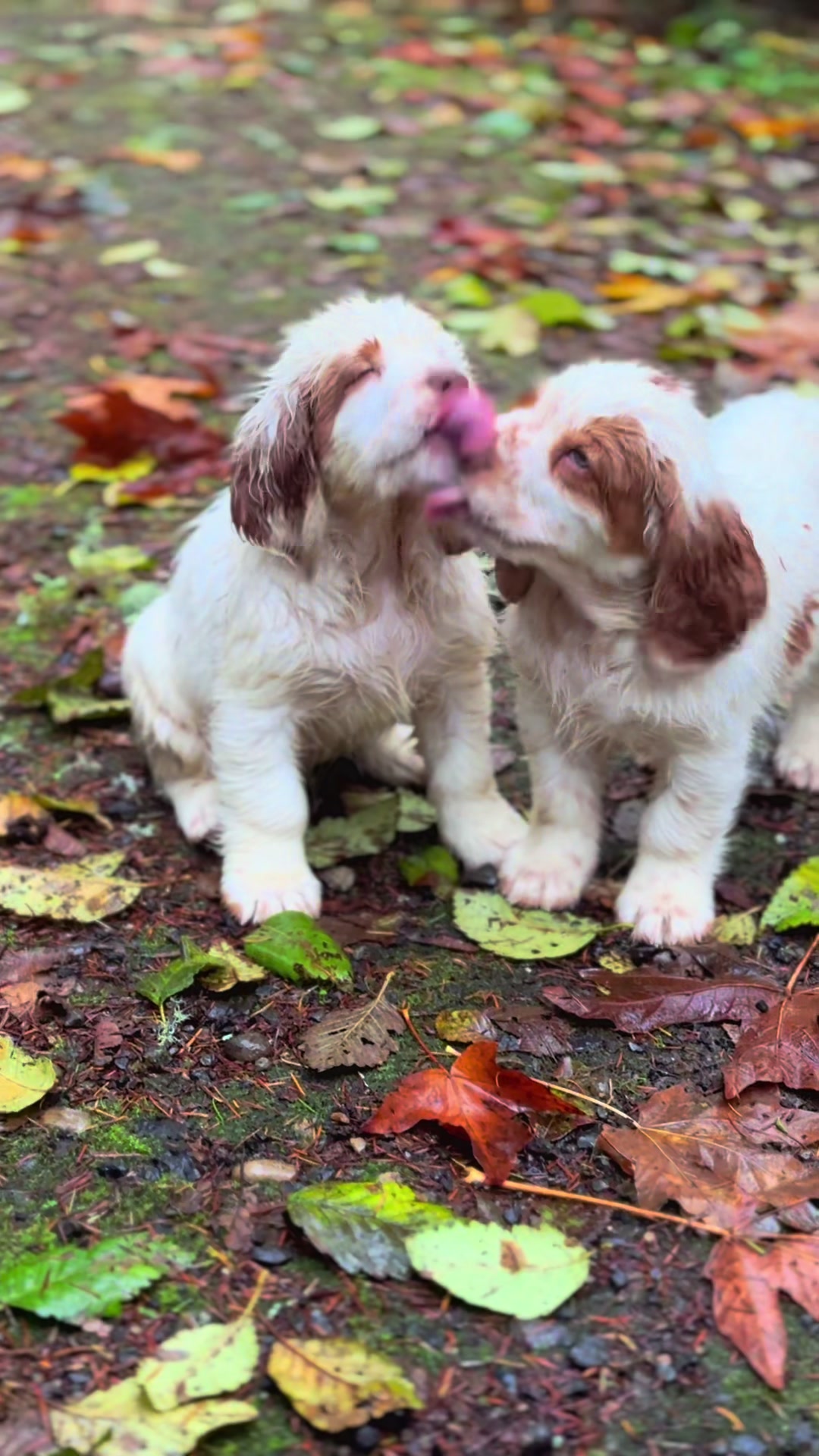 @Rainsway Clumber Spaniels