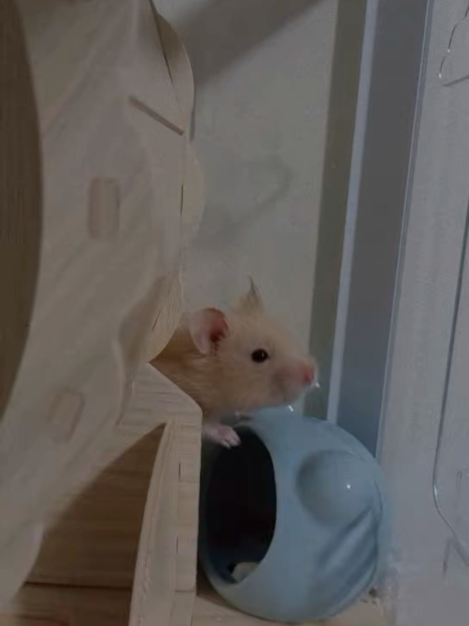 @Diariodeunhamster❤️🐹